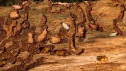 Control de Carcomas en Pamplona y Navarra