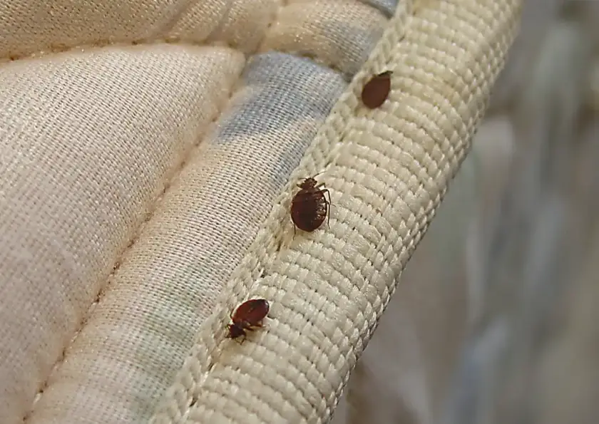 Control de Chinches de la Cama en Pamplona y Navarra