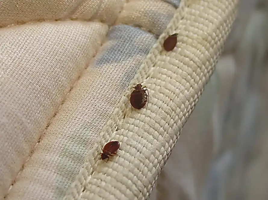 Control de Chinches de la Cama en Pamplona y Navarra