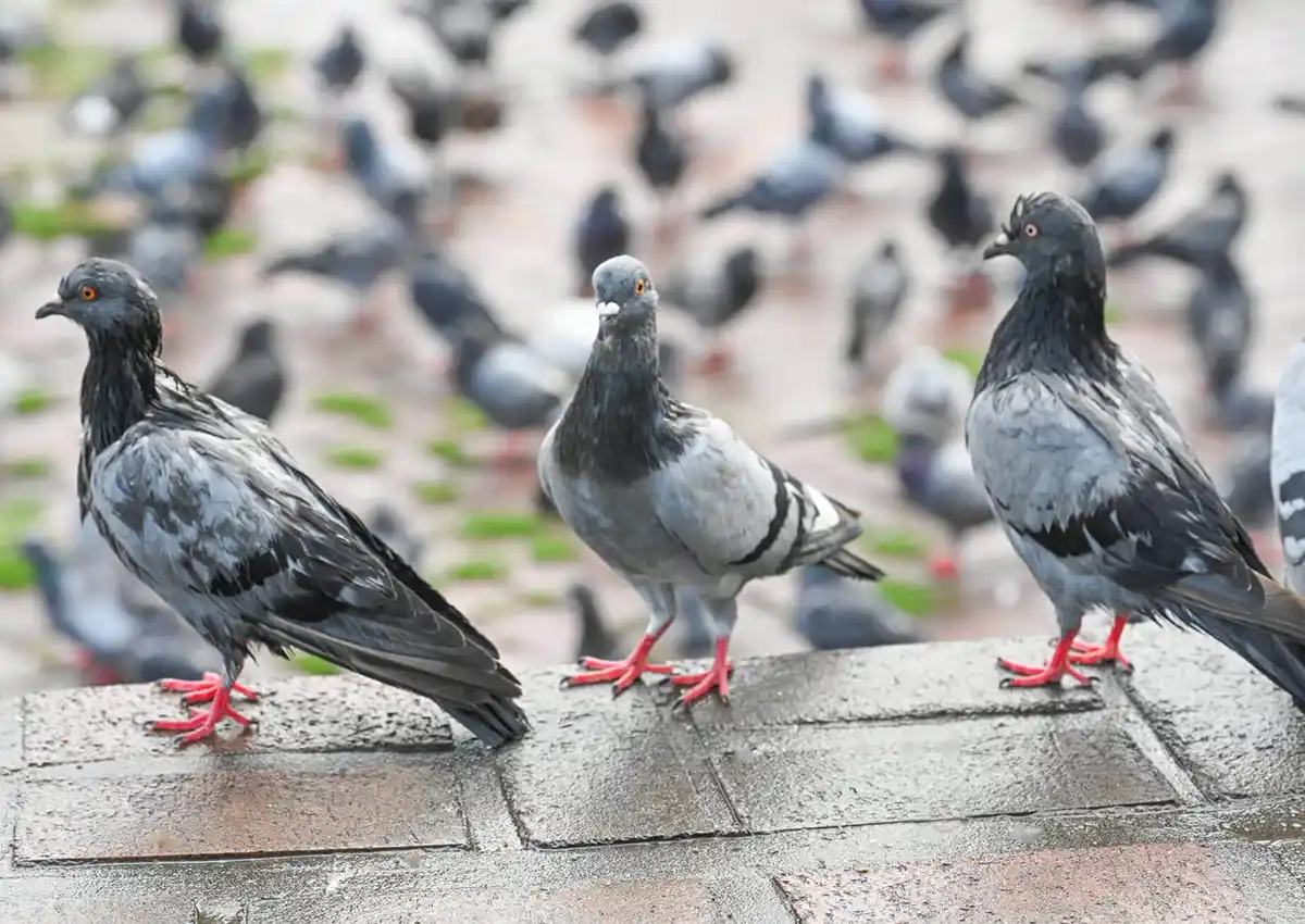 Control de Palomas en Pamplona y Navarra