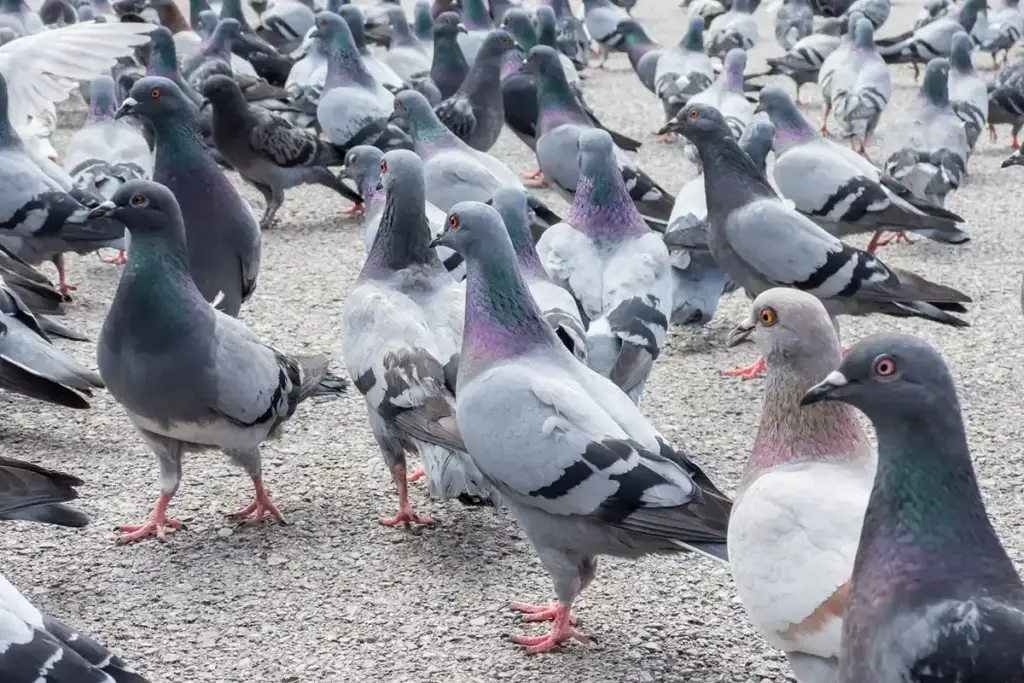 Control de Palomas en Pamplona y Navarra