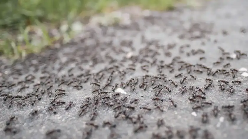 Mantenimiento Control de Plagas de Hormigas en Pamplona y Navarra
