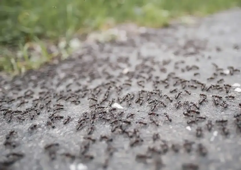 Mantenimiento Control de Plagas de Hormigas en Pamplona y Navarra