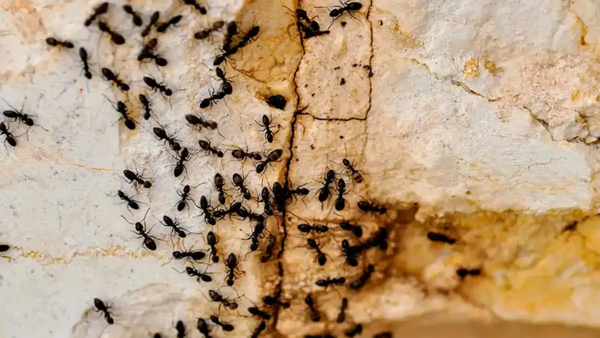 Control de Plagas de Hormigas en Pamplona y Navarra