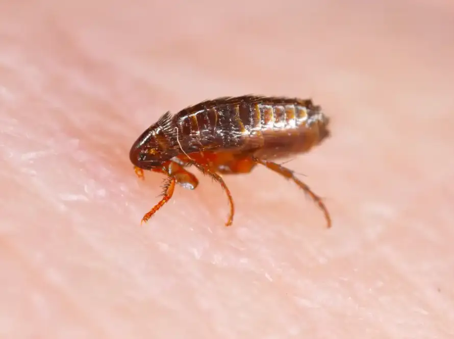 Control de Pulgas en Pamplona y Navarra