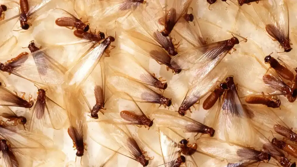 Control de Termitas en Pamplona y Navarra