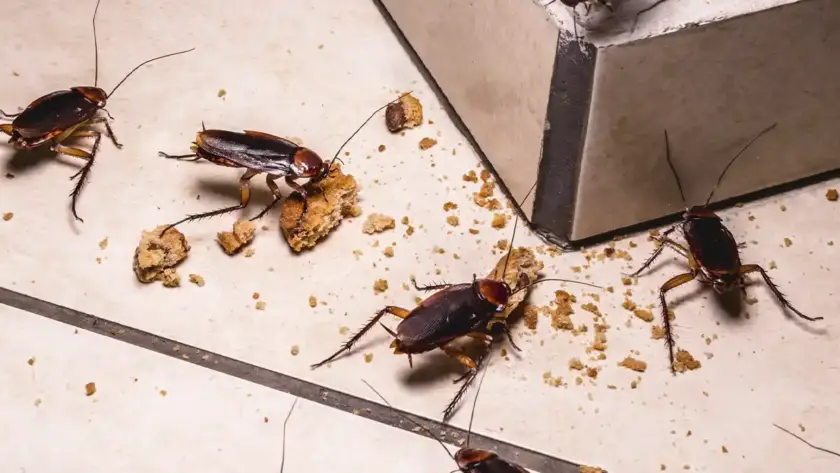 control de plaga de cucarachas en Pamplona y Navarra
