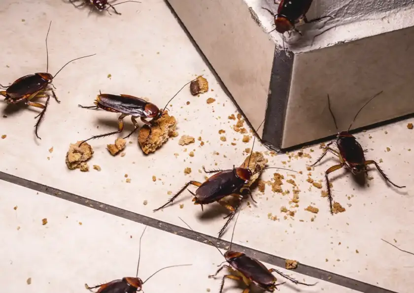 control de plaga de cucarachas en Pamplona y Navarra