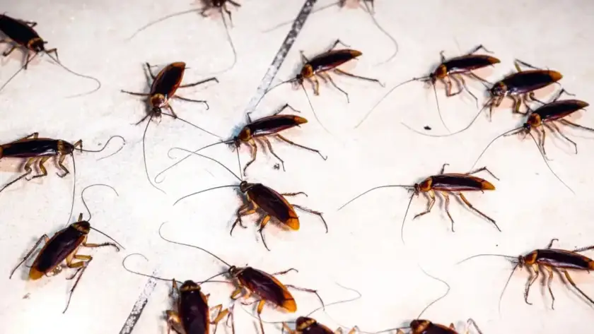 control de plaga de cucarachas en Pamplona y Navarra