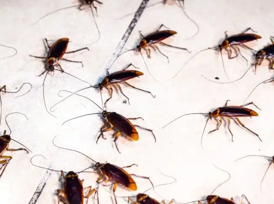 control de plaga de cucarachas en Pamplona y Navarra