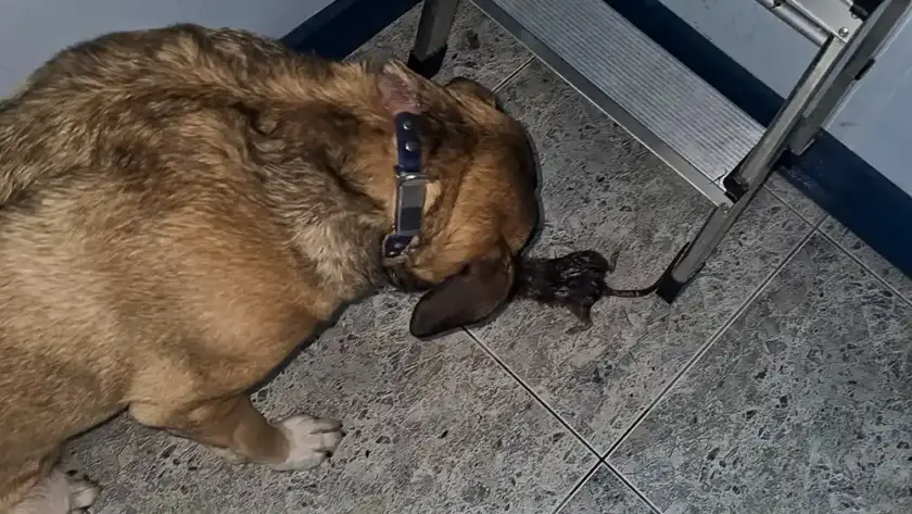 Detección de ratas con perro en Pamplona