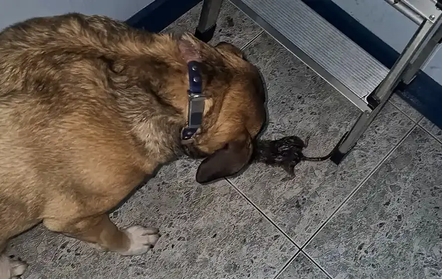 Detección de ratas con perro en Pamplona