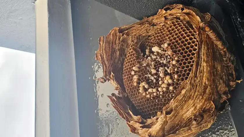 Eliminación de avispas y avisperos en Pamplona