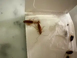 eliminar cucarachas en Pamplona