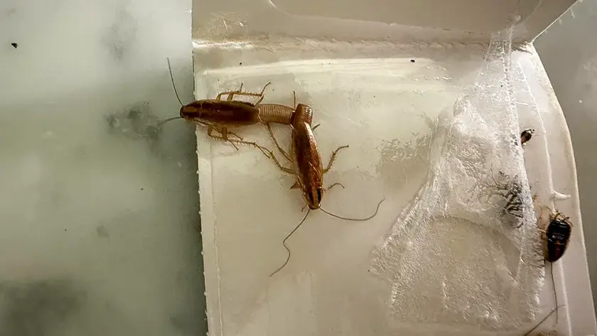 eliminar cucarachas en Pamplona